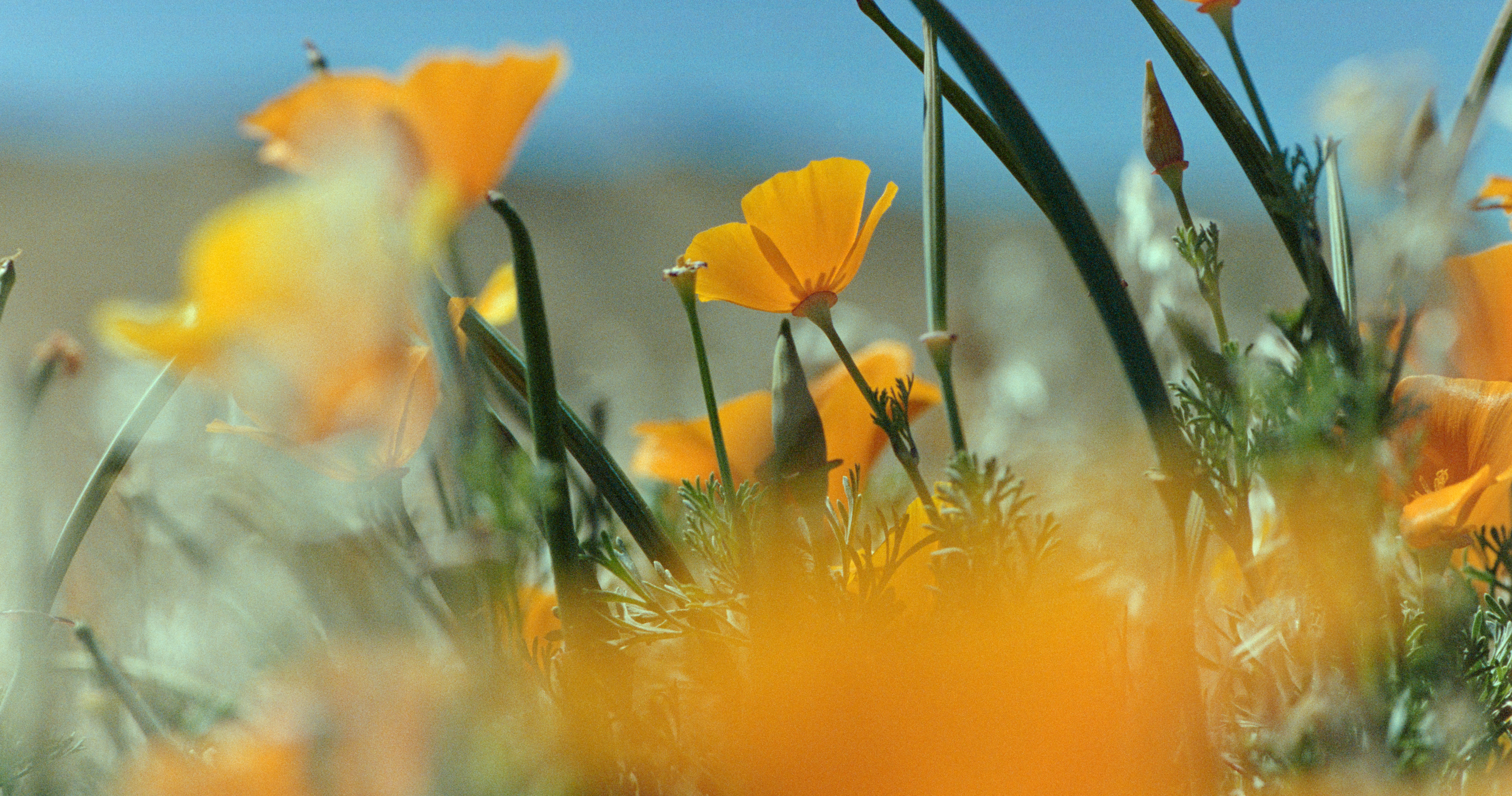 Close-up of vibrant yellow poppies against a blurred blue sky, conveying a sense of warmth and tranquility. The foreground is softly out of focus.